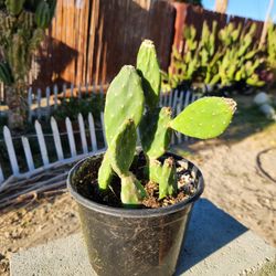 Miniature Pricklypear/Nopal Miniaturo 