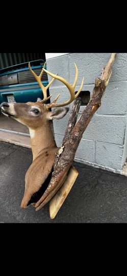 Deer Hunting Mounts