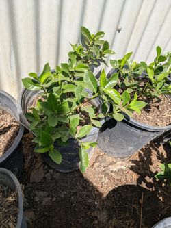 5 Gallon Gardenias