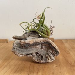 Driftwood Natural Air Plant Holder Wood Decor