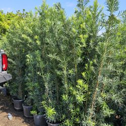 Podocarpus Tall Full Green  Fertilized  Ready For Planting Instant Privacy Hedge  Same Day Transportation 