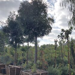 Raywood Ash Tree 36”box 
