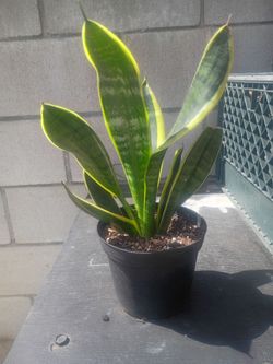 General.. sanseveria plant or lengua de suegra.good size
