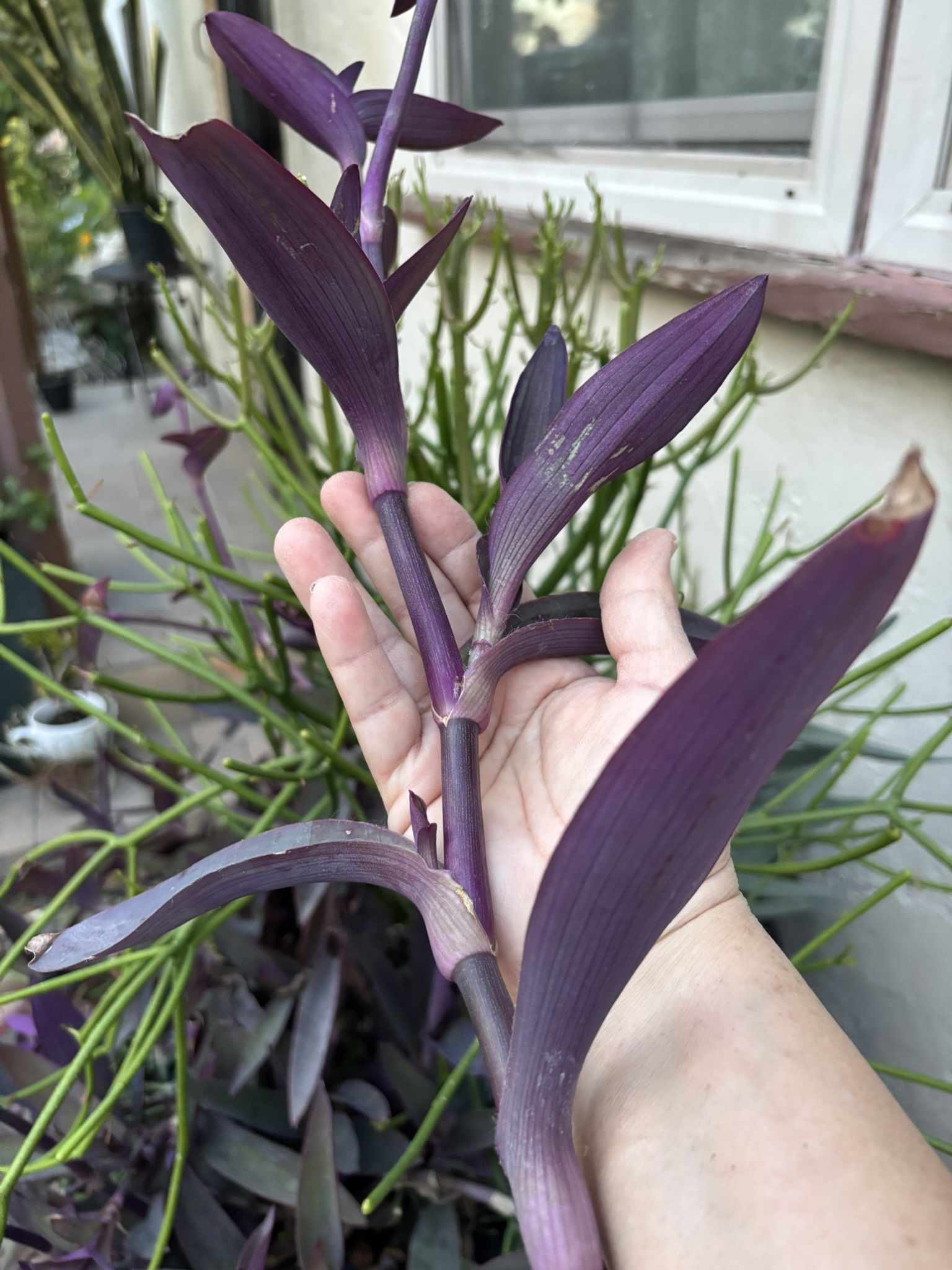 Succulent Sale