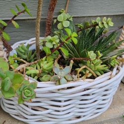 Baskets With Suculent Plants