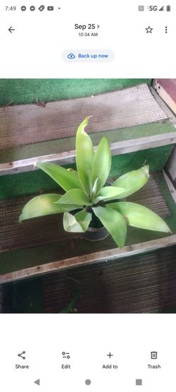 Agave 1g