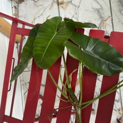 Bloshing Philodendron Plant   
