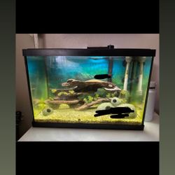 Fish Tank 20 Gal