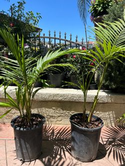 King Palm trees