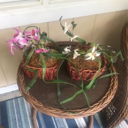 2 Artificial Plants In Wicker Baskets