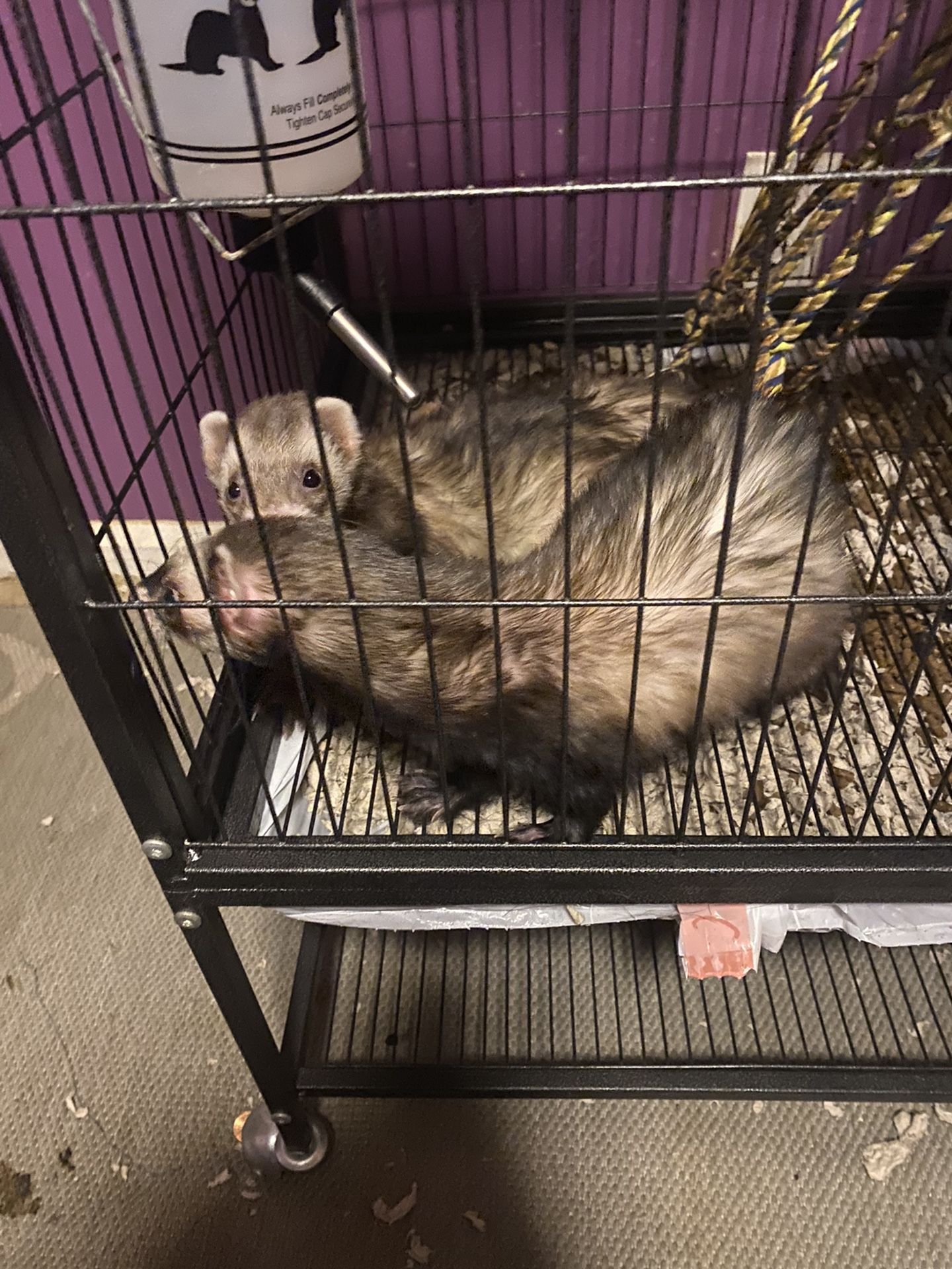 2 Ferrets With Cage