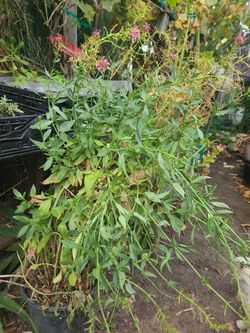 Valeriana