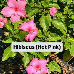 💖 Plant: Hibiscus (Hot Pink)