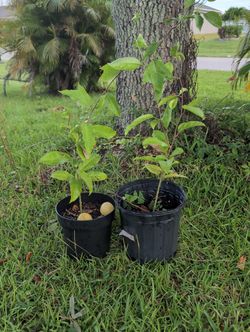 Passion Fruit