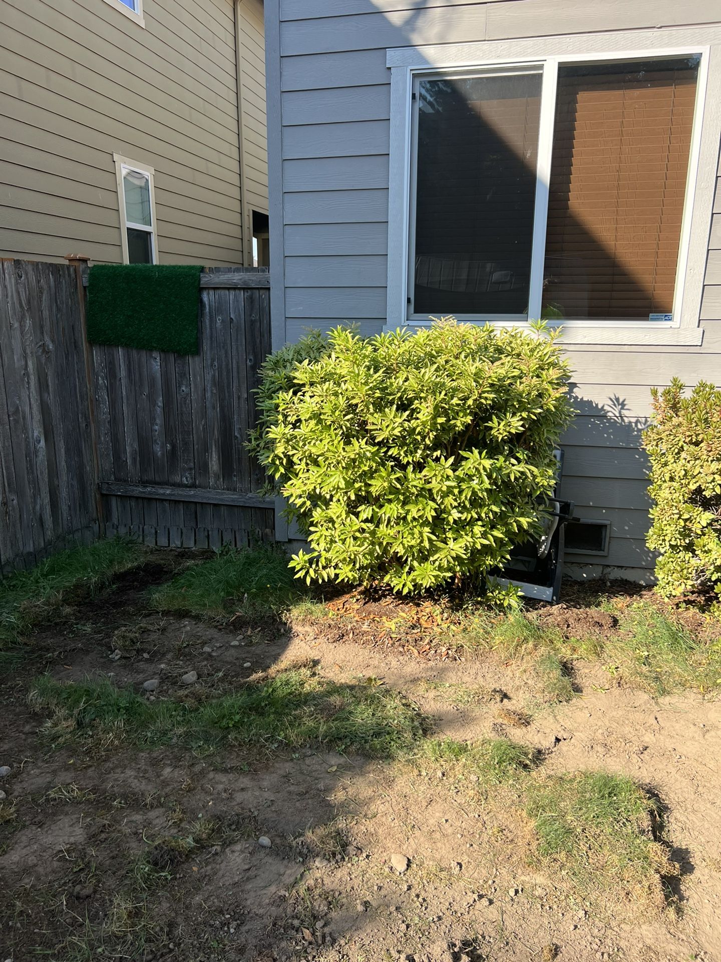 3 5ft Bushes For Sale