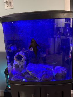 Fish tank