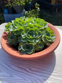 Plant