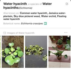 Water hyacinth