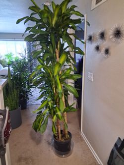Huge 7' Dracena Massageana In 5 Gallon/12" Grow Pot