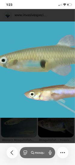 MOSQUITO FISHES