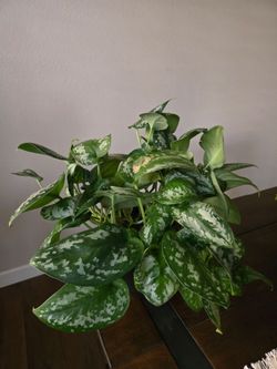 Live Plant