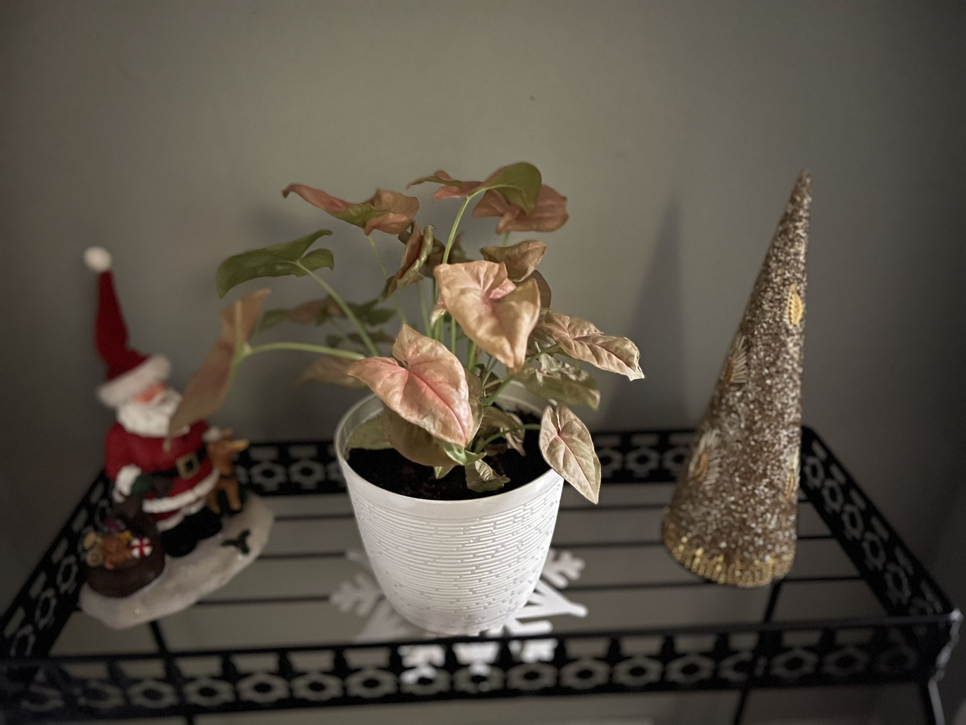 Syngonium Pink Indoor Plant 