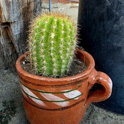 Cute Cactus In A Clay Mexican Mug