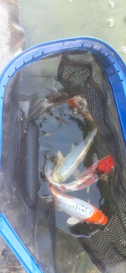 13 Inch Blue Scaleless K-O-I