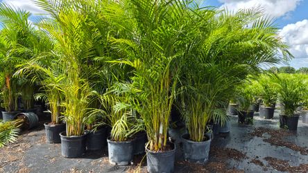 Arecas Palms About 8 feet Tall. Instant privacy