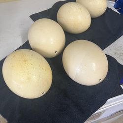 Vintage Ostrich Eggs