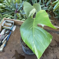 MONSTERA AlBO Plants