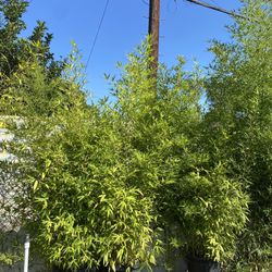 Golden Bamboo