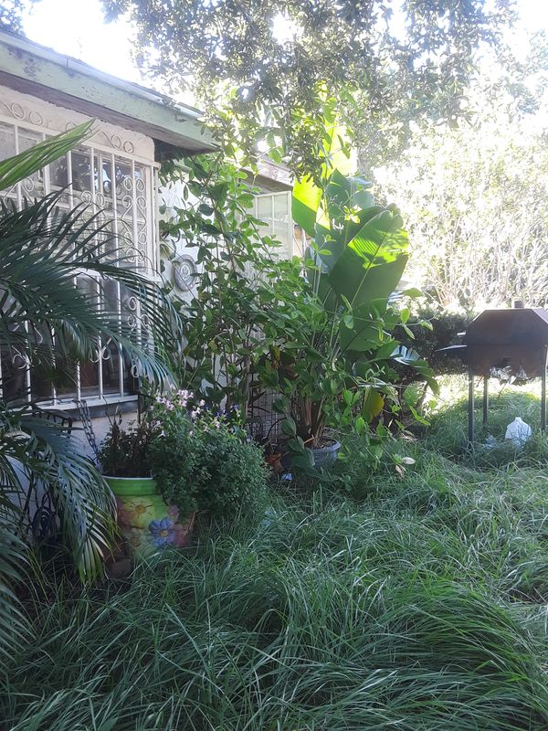 Plants for Sale in Tampa, FL OfferUp