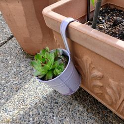 Succulents 