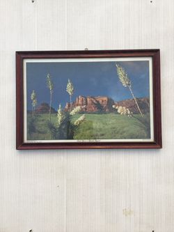 Desert Yucon Or Spanish Bayonet 