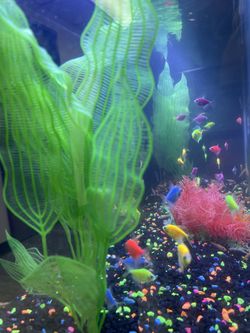 Glo  Freshwater Fish Tanks