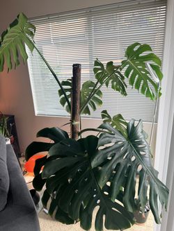 Huge Monstera Deliciosa
