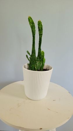 House Plant $10