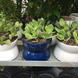Crassula Jade In 6” Ceramic Pot. SPECIAL PRICE !🤩