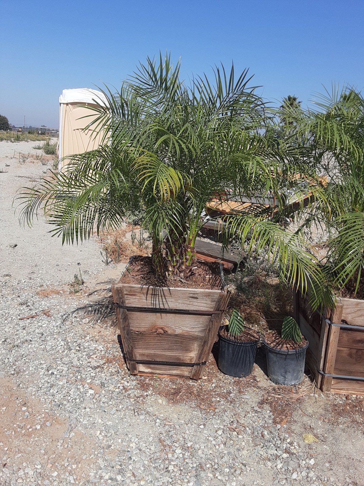 Palma robelina 24 galones $110