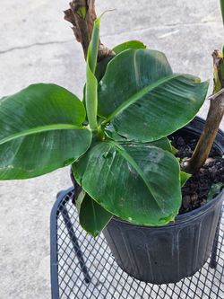 Dwarf  banana plant live