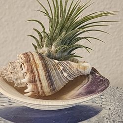 Air Plant