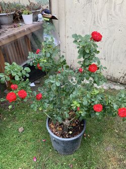 Outdoor rose