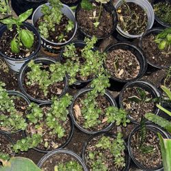 Very Affordable Plants To Choose From