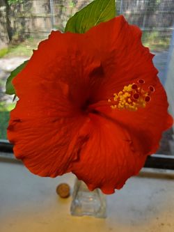 3.5 ft. Tall Hibiscus
