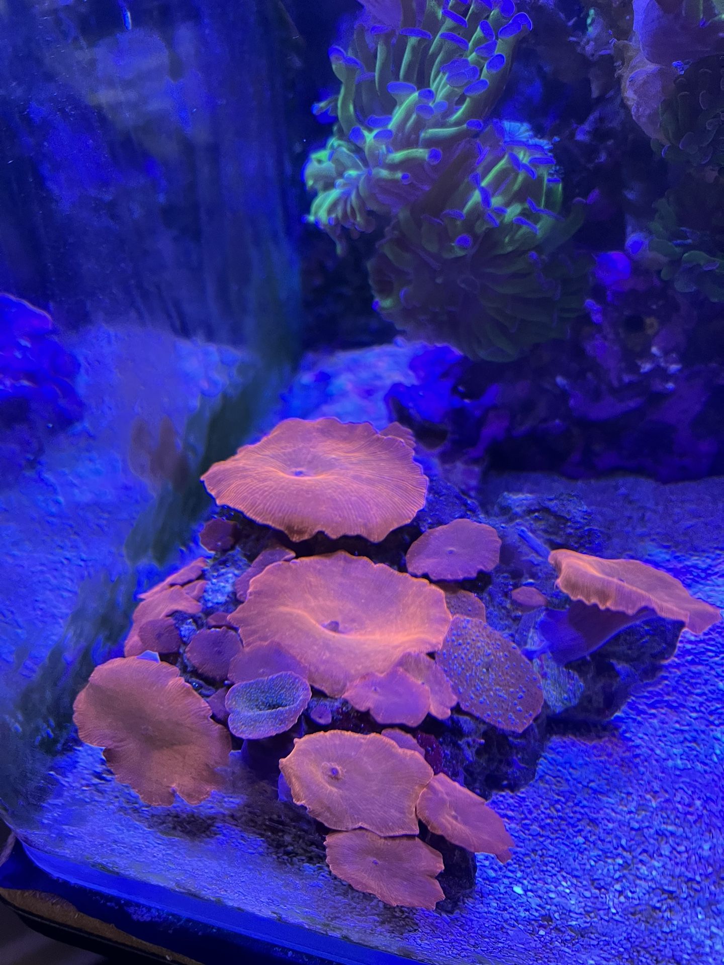 Red Mushrooms