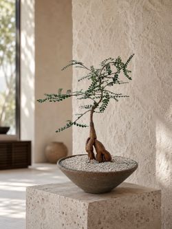Operculicarya Decaryi/ Elephant Tree (Handmade Planter Included) #RR3 (Local LA Seller)