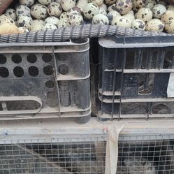 Fresh Quail Eggs 