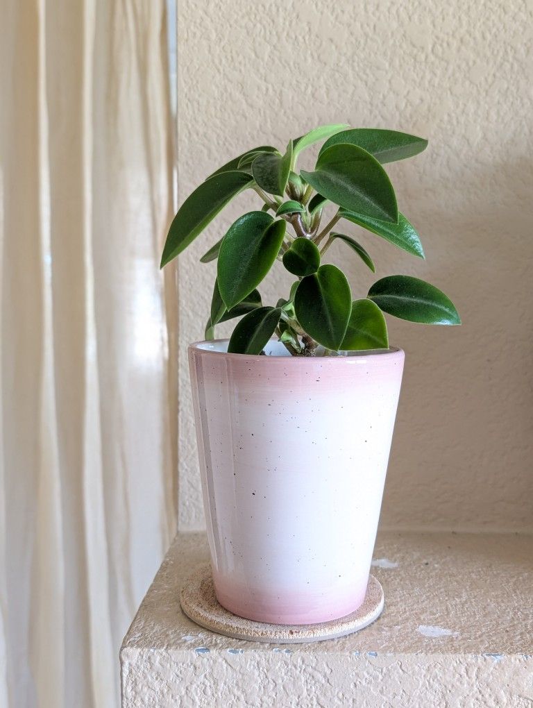 Healthy Beautiful Indoor Plant(Peperomia)