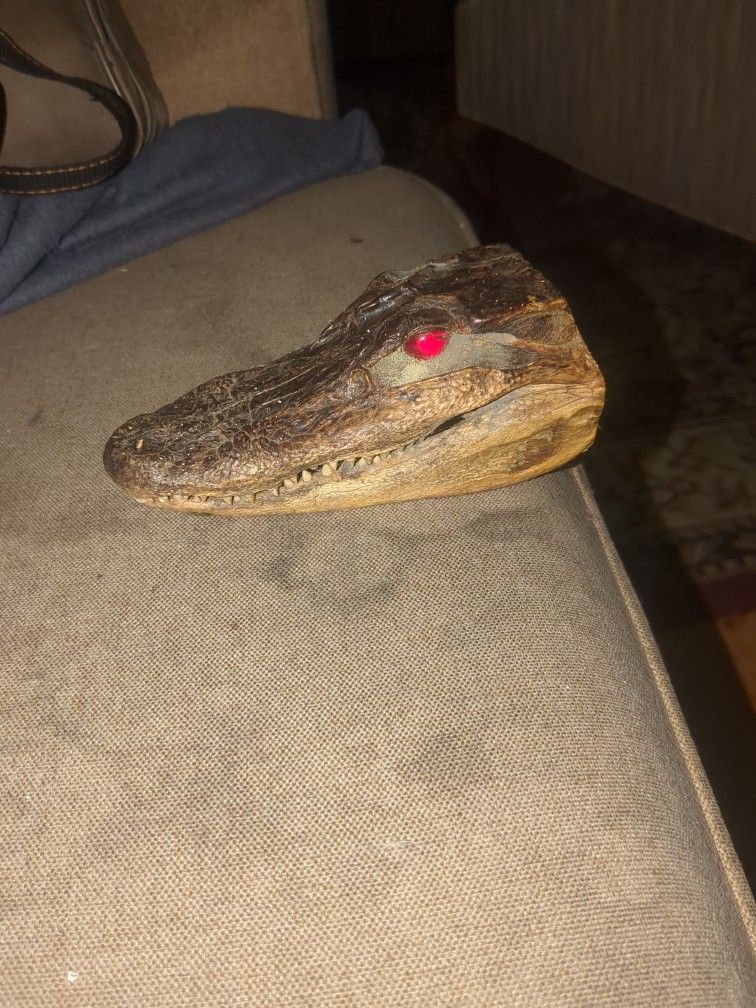 Alligator Skull Really Cool